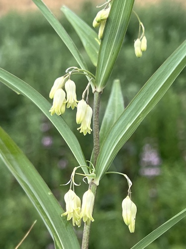 Siberian Solomon's seal