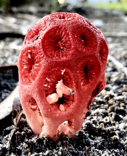 Clathrus crispus