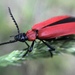 Cucujiform Beetles - Photo (c) mstoyanova, all rights reserved