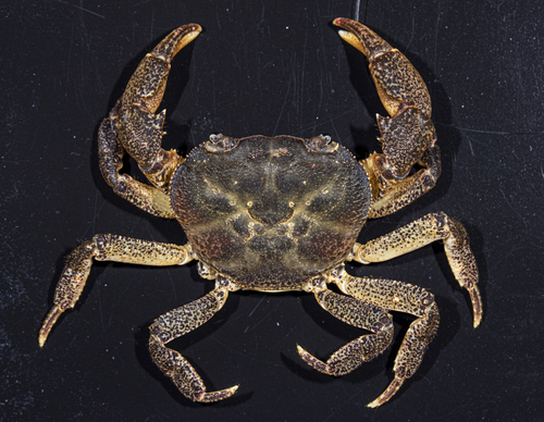 Longpotamon teritisum