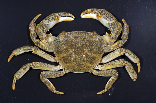 Longpotamon shensiense