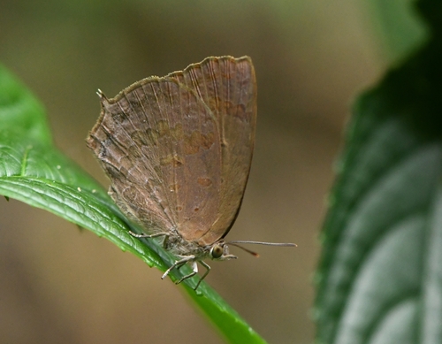 Dark Himalayan Oakblue