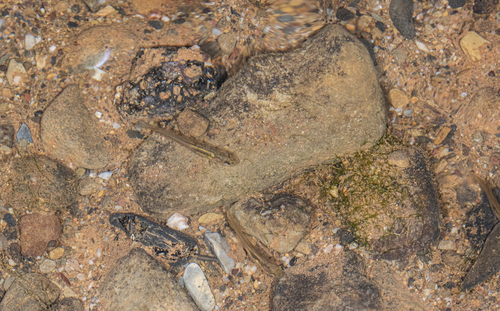 Discogobio yunnanensis
