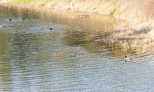 Eurasian Coot