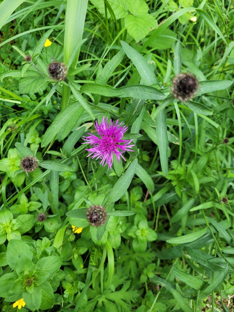 black knapweed from Michael Smith Building, Manchester M13 9NT, UK on ...