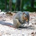 Asian Red-cheeked Squirrel - Photo (c) lenachow, all rights reserved, uploaded by lenachow
