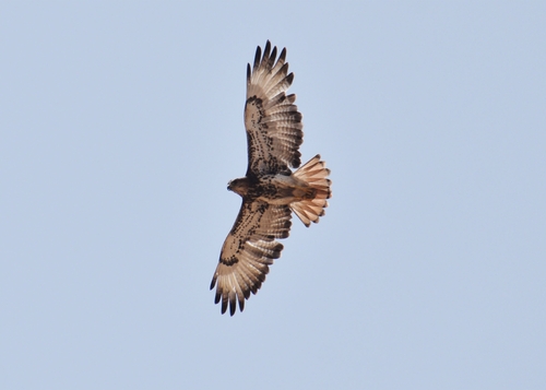 Red-necked Buzzard