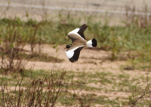 Black-headed Lapwing