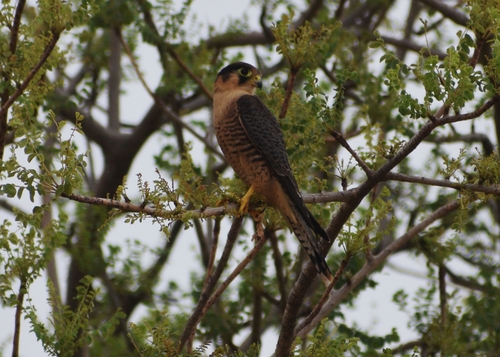Red-necked Falcon