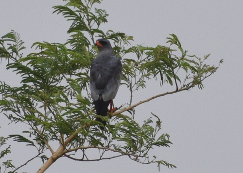 Dark Chanting-Goshawk