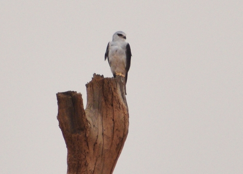 Black-winged Kite