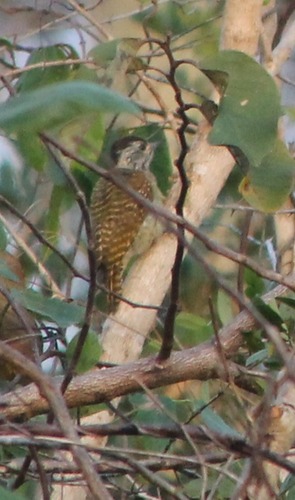 Cardinal Woodpecker