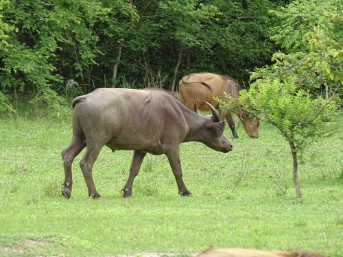 African Buffalo