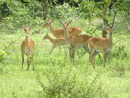 Kob