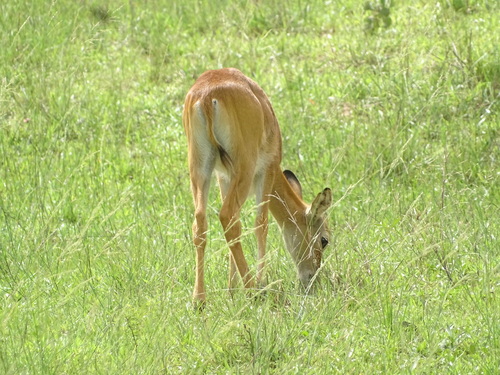 Kob
