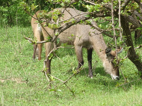 Defassa Waterbuck