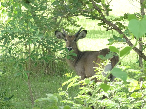 Defassa Waterbuck