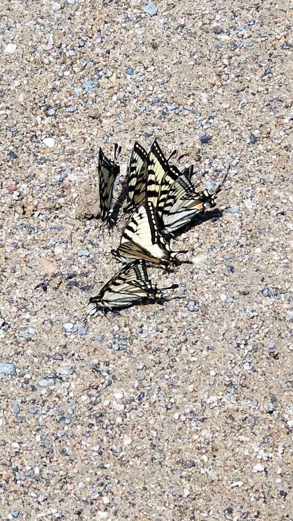 Canadian Tiger Swallowtail from Wabedo Township, MN 56655, USA on June ...