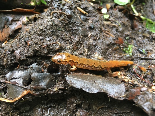 Cherokee Mountain Dusky Salamander