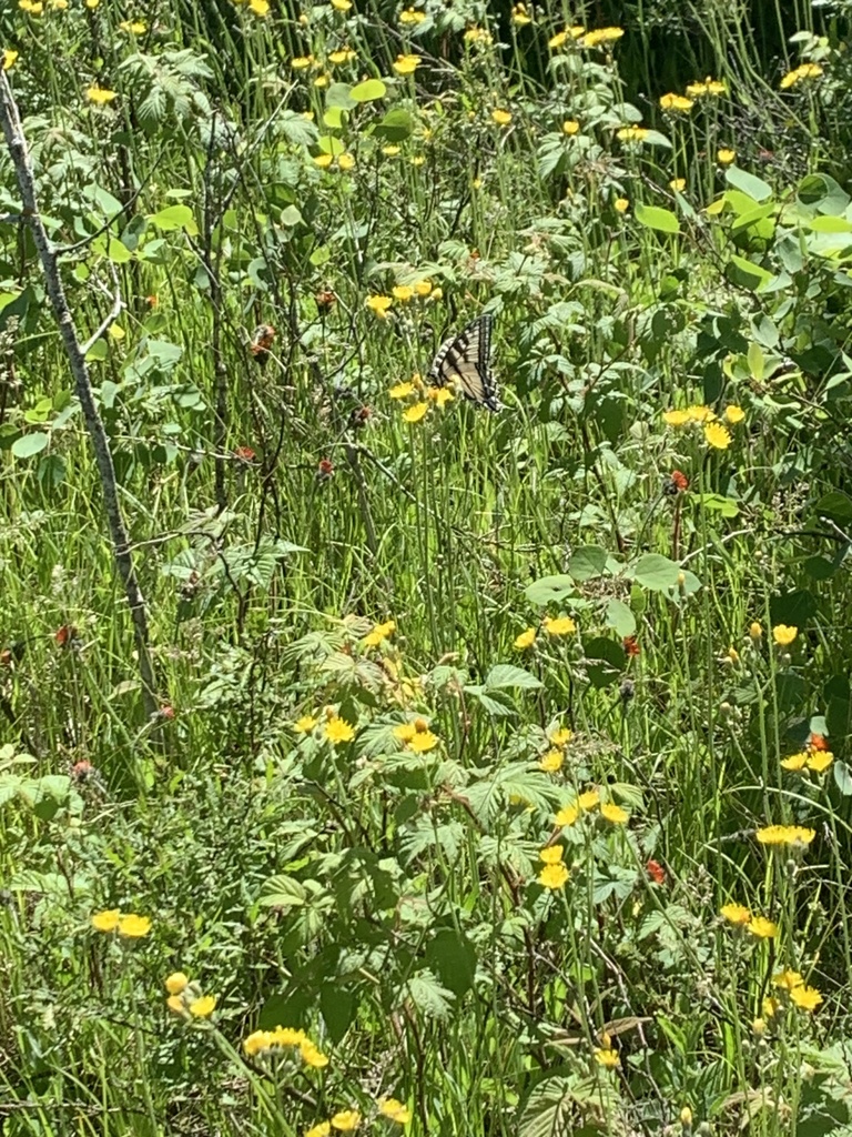 Canadian Tiger Swallowtail from Treehaven UWSP, Merrill, WI, US on June ...