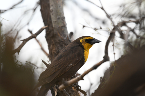 Yellow-headed Blackbird
