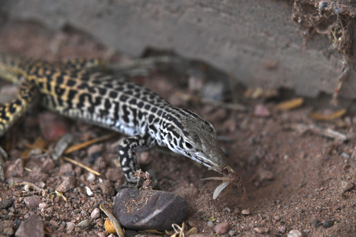 Common Checkered Whiptail