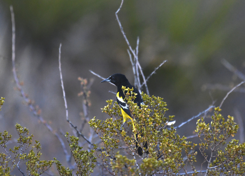 Scott's Oriole