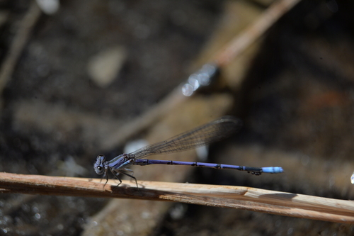 Lavender Dancer