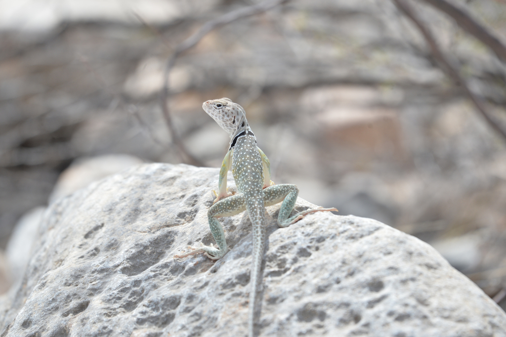 Eastern Collared Lizard from Hudspeth County, TX, USA on June 8, 2024 ...