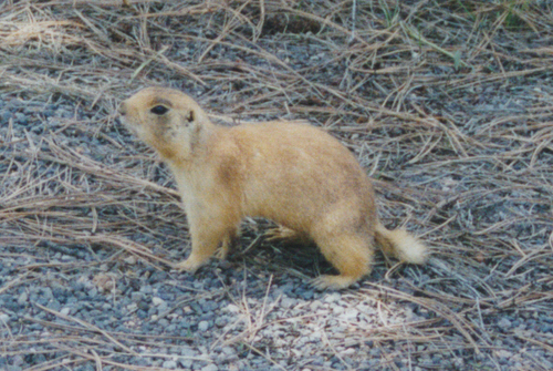 Utah Prairie Dog