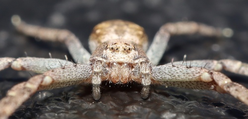 Turf Running Spider