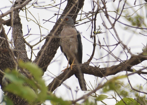 Shikra