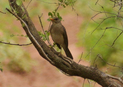 African Thrush