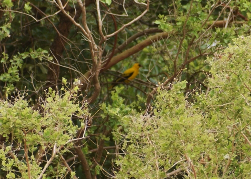 African Golden Oriole