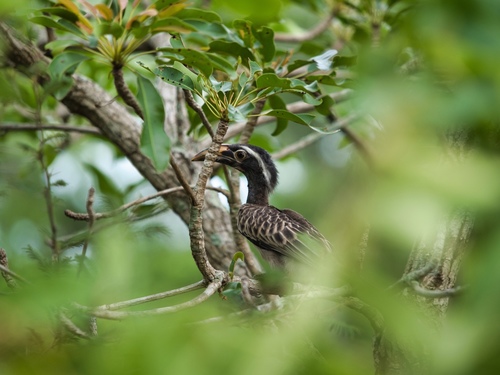 African Gray Hornbill