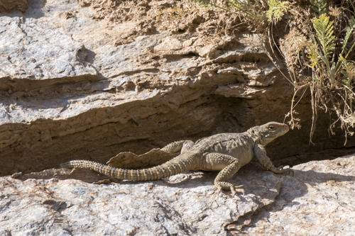 Caucasian Agama