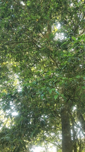 Hura crepitans - Leaves