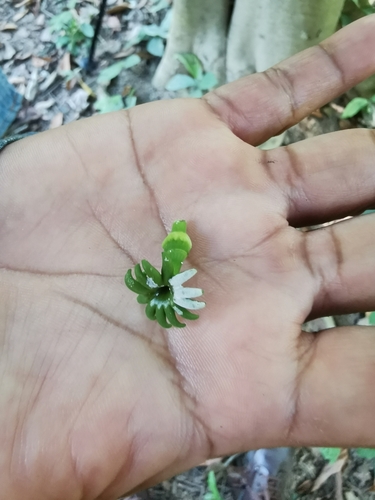 Hura crepitans - Whole tree