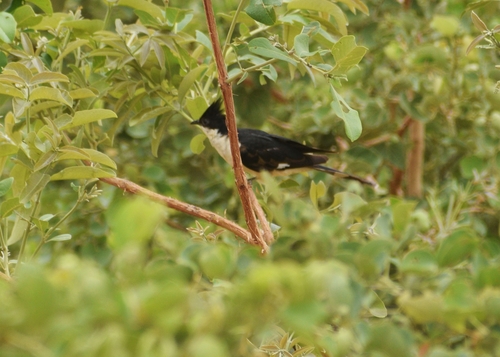Pied Cuckoo
