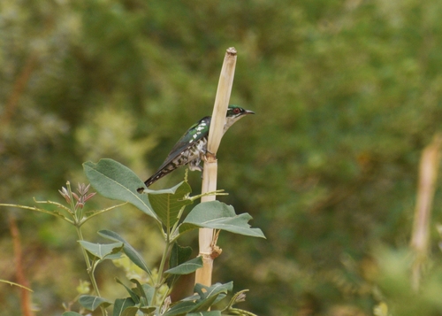 Diederik Cuckoo