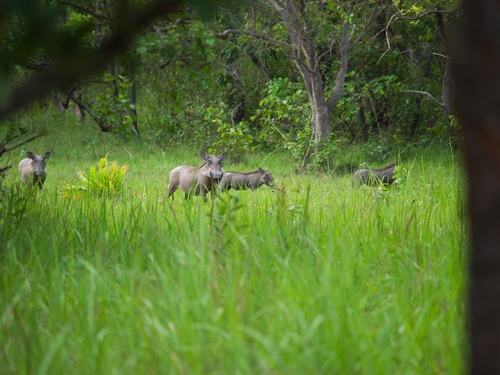 Common Warthog