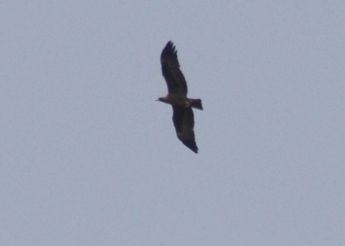 Wahlberg's Eagle