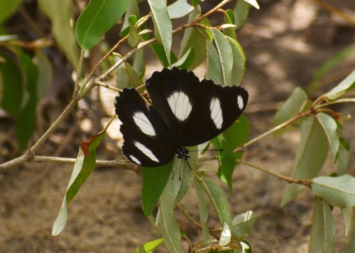 Danaid Eggfly