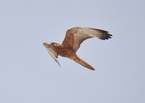 Fox Kestrel
