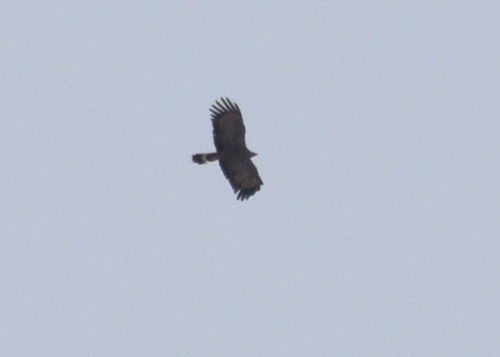 African Harrier-Hawk