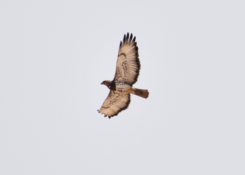 Red-necked Buzzard