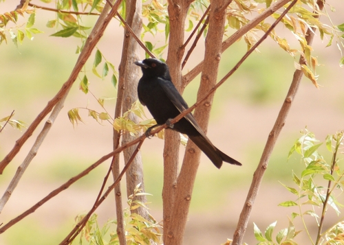 Fork-tailed Drongo