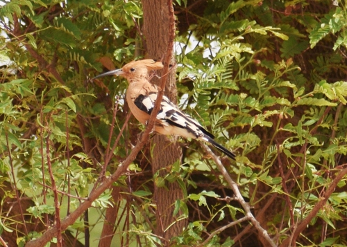 Common Hoopoe