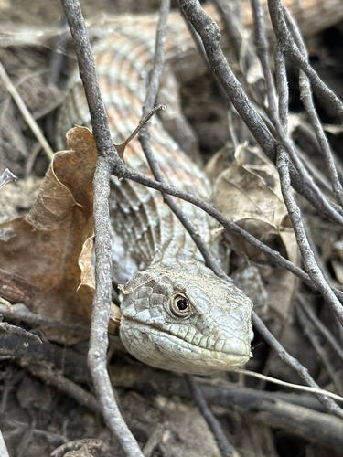 iNaturalist observation photo of California Alligator Lizard