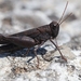 Black Grasshopper - Photo (c) Marc Bulte, all rights reserved, uploaded by Marc Bulte